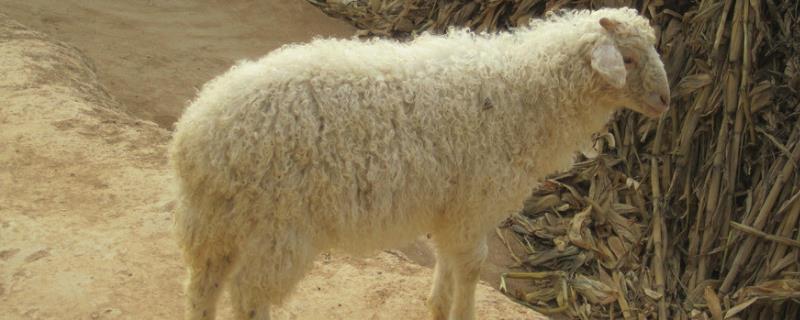 养羊离住宅多少米，附羊的养殖方法（养羊应离居民区多远）
