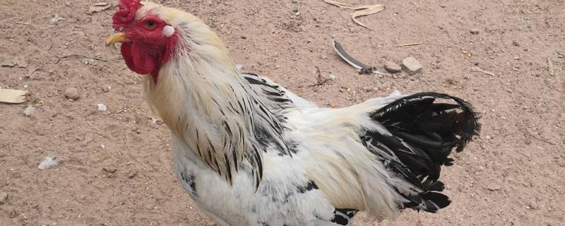 婆罗门鸡能长多少斤，附养殖方法 婆罗门鸡能长多高多重