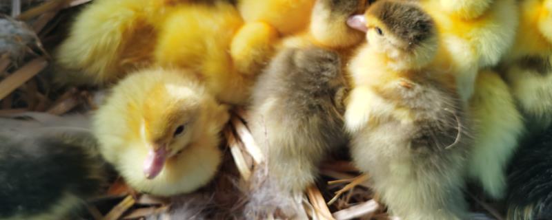 鸭蛋怎么孵出小鸭，孵化温度是多少 鸭蛋如何孵化小鸭