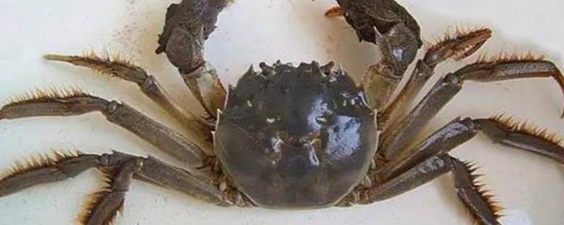 大闸蟹母蟹几月最肥，如何分辨公母（大闸蟹母蟹几月份最肥）