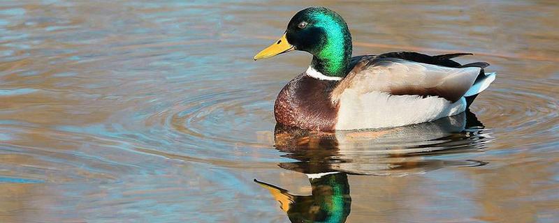 绿头鸭和青头鸭一样吗，可以家养吗（绿头鸭和青头鸭一样吗,可以家养吗）
