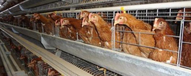 养鸡的鸡笼有几种，鸡笼消毒方法（鸡笼用什么消毒好）