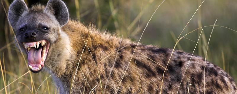 鬣狗的繁殖方式，鬣狗的天敌是什么 鬣狗的繁殖方式,鬣狗的天敌是什么