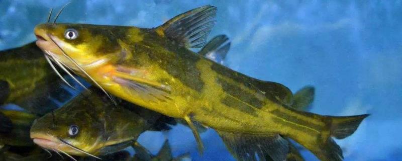 养黄骨鱼水质的要求，附养殖方法 养黄骨鱼的水质要求?