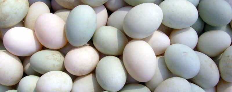 鸭蛋孵化教程，鸭蛋孵化温度是多少 鸭蛋孵化教程,鸭蛋孵化温度是多少摄氏度