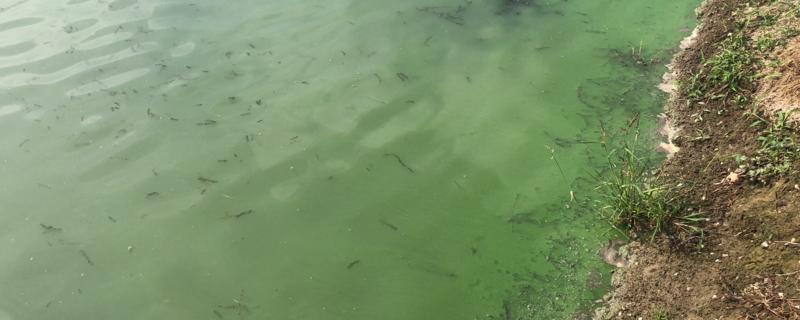 鱼池水发绿处理，水发绿的原因 鱼池水发绿处理,水发绿的原因是什么