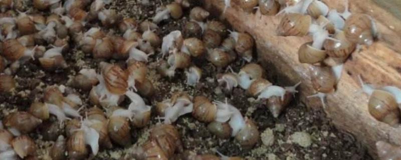 养蜗牛需要土吗，需要什么环境（养蜗牛的环境里需要有土吗）