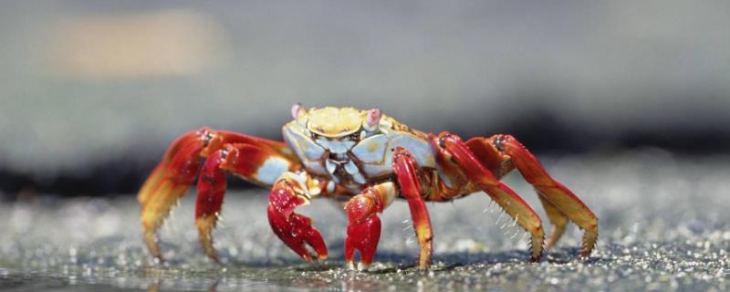 螃蟹需要用水养吗，水深多少合适 螃蟹用水养还是不用水养