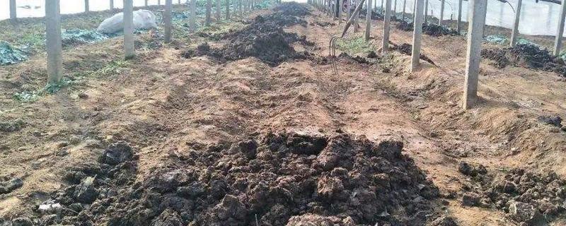 鸡粪多久才不会烧根，鸡粪如何发酵（鸡粪多久才不会烧根,鸡粪如何发酵好）