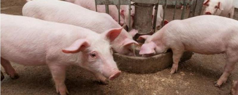 为什么下午不能给猪打疫苗,猪疫苗应激反应怎么办