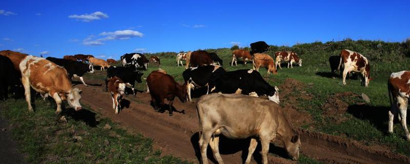 牛的养殖技术与管理，附牛的品种 牛的养殖方法和技术法