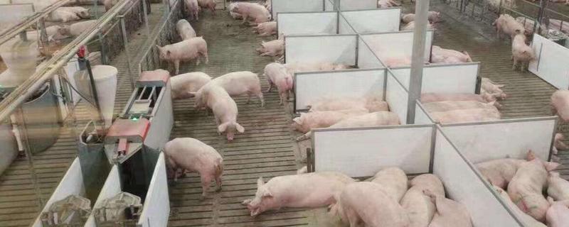 养殖场氨气太重怎么办，附浓度标准（养殖场氨气怎么处理）