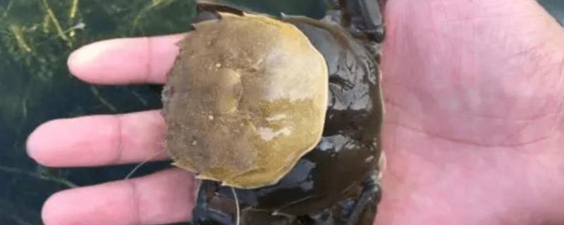 螃蟹脱壳全过程，换壳后多久才变硬（螃蟹脱壳全过程,换壳后多久才变硬呢）