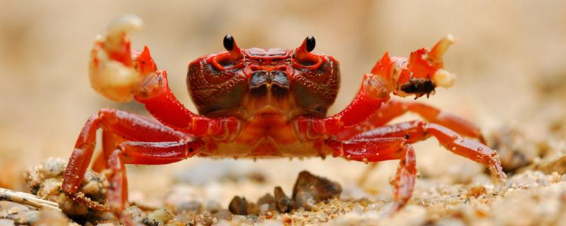 河蟹能活多久，以什么为食 河蟹在常温下可以生存几天