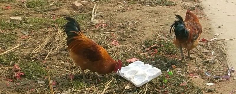 鸡啄食泡沫箱有危害吗，会不会中毒 鸡爱吃泡沫箱