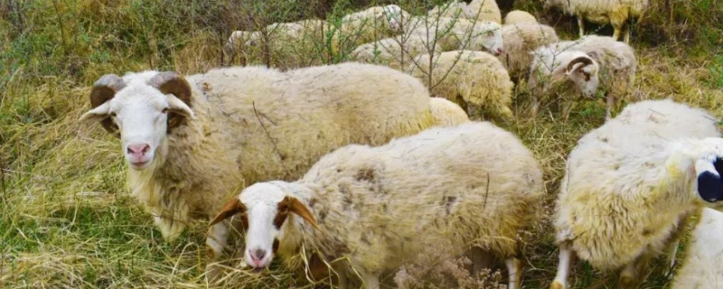 羊喜欢吃什么草，吃食少是什么原因 羊喜欢吃什么草,吃食少是什么原因呢