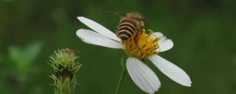 蜜蜂会给稻花授粉吗，一脾蜂如何快速发展
