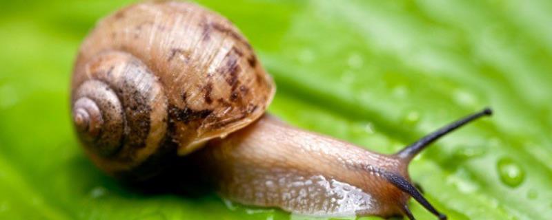 蜗牛繁殖期是几月份，是怎样繁殖的（蜗牛一般几月产卵）