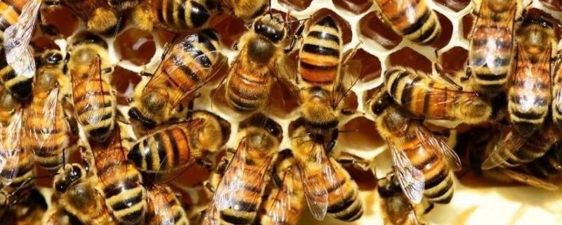新手养蜂怎样获得蜂王，附注意事项 新手养蜂怎样获得蜂王,附注意事项图片