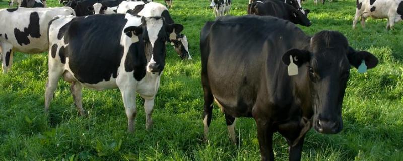 母牛有没有牛角，黑白花牛是什么品种
