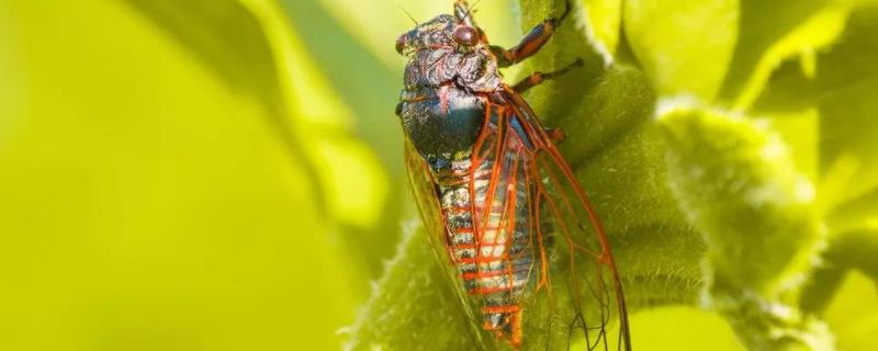 怎样人工养蝉，养金蝉的技术与方法（怎样人工养蝉,养金蝉的技术与方法图片）