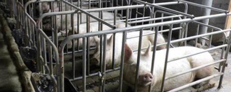 养猪成本，300斤猪的猪笼的尺寸（700斤猪笼多少钱）