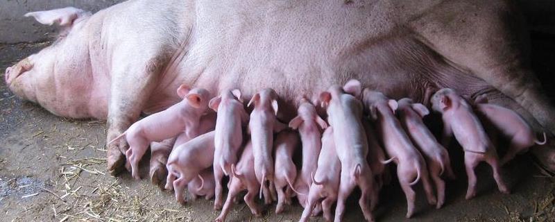 母猪妊娠生产表，初产母猪耳朵灌白酒会死吗