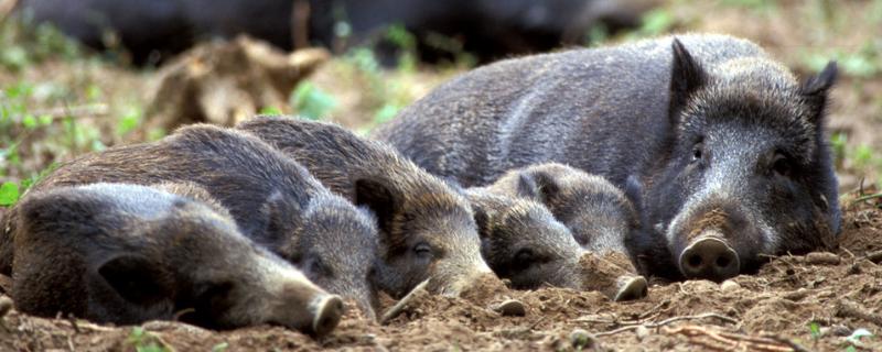 野猪几级保护动，喜欢吃什么食物 野猪几级保护动物判几年放养猪与野猪生崽归属权