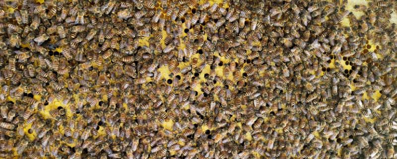 土蜂养殖方法（土蜜蜂怎么养殖）