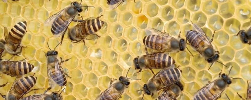中蜂人工育王步骤，需要关老王吗 中蜂人工育王技术视频教程