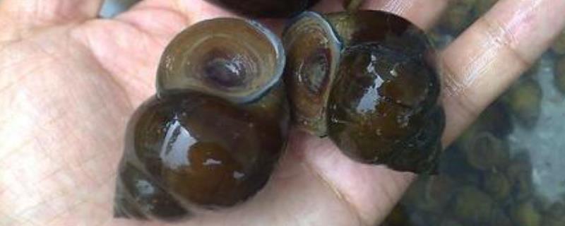 怎样养田螺长得快,养田螺需要怎样的条件