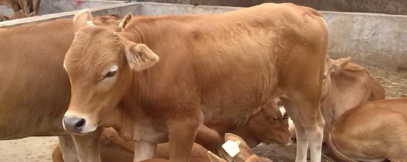 牛的毛重计算方法，牛出肉率是多少 肉牛毛重怎么计算