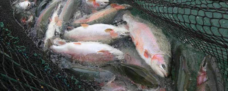 鱼塘硫酸铜用什么解毒，多久用一次（鱼塘用硫酸铜了需要解毒吗）