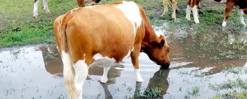 酒糟养牛的正确喂法，附饲料配方 酒糟养牛技术指导
