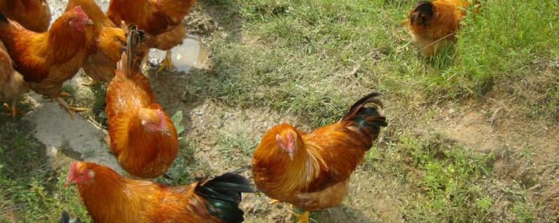 鸡用土霉素的作用和主治，附用量 鸡用土霉素主要治什么