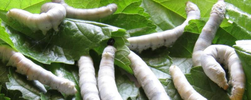 大蚕会吃小蚕吗，能放在一起养吗（大蚕会吃小蚕或咬死小蚕吗）