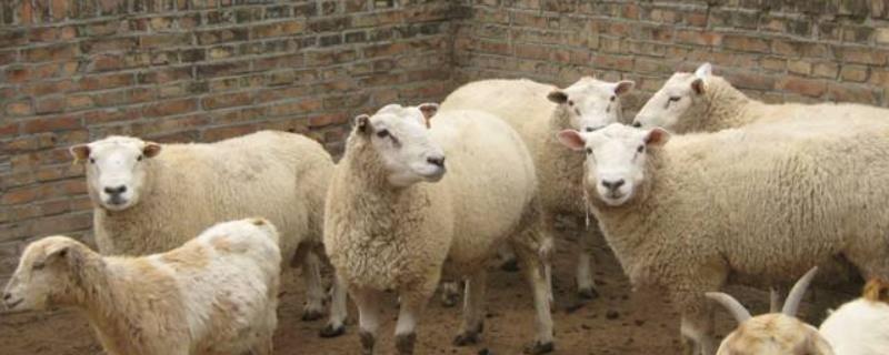 养羊的技术方法，豆腐渣养羊配方 豆腐渣羊喂羊致富视频