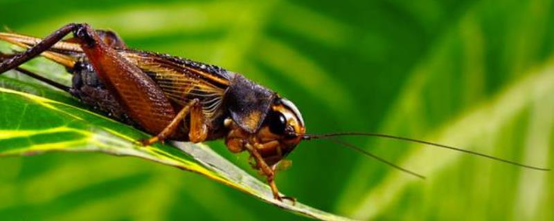 蟋蟀耳朵长哪里，蟋蟀是昆虫类吗 蟋蟀的耳朵是长在哪里