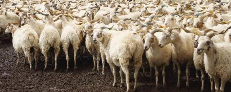 养羊技术 养羊技术与羊病防治