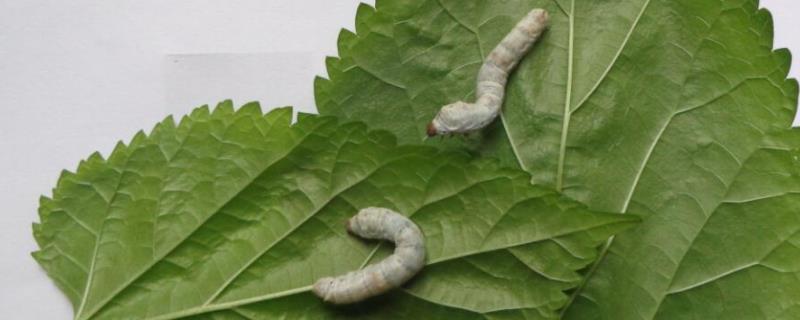 怎么养蚕，野蚕能和家蚕一起养吗 家蚕和野蚕的杂交品种