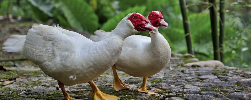 番鸭会飞么，番鸭和普通鸭子的区别 番鸭会飞吗