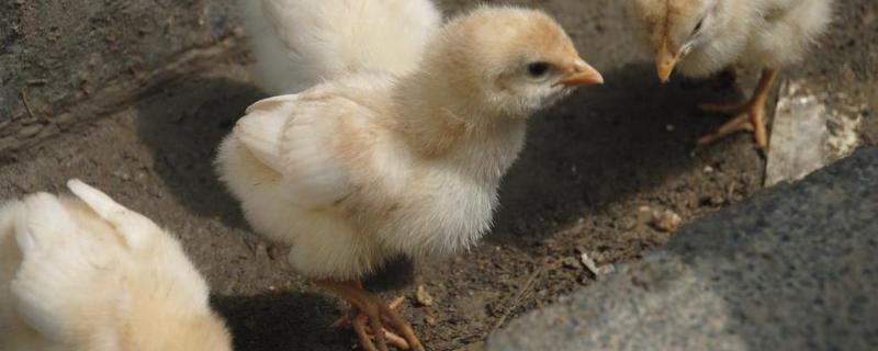 怎么孵化小鸡，小鸡是怎么孵化的 怎么孵化小鸡,小鸡是怎么孵化的视频