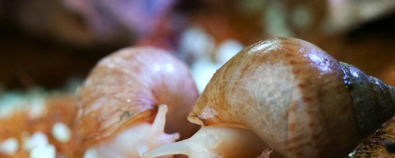 蜗牛放在哪里养，用什么土 蜗牛要用什么土来养