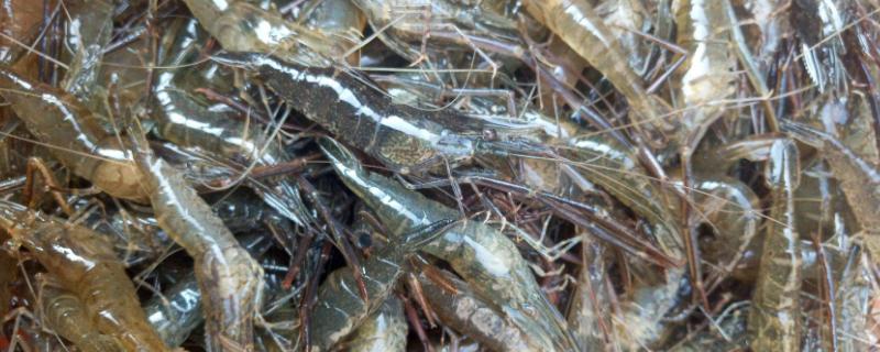 草虾的养殖需要哪些条件，对水质有什么要求