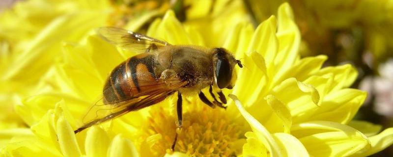 野蜜蜂怎么抓蜂王，什么时候取蜜好（野蜜蜂怎么抓蜂王,什么时候取蜜好呢）