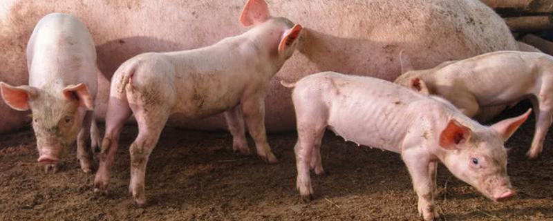 猪弓形虫病的首选药是，附临床症状（猪弓形虫的治疗药物）