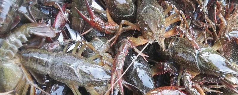 龙虾规格怎么划分，养多久可以上市 龙虾的规格怎么分的