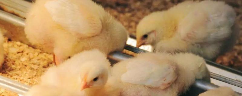幼鸡怎么区分公鸡母鸡，如何保暖 幼鸡公母怎么分辨