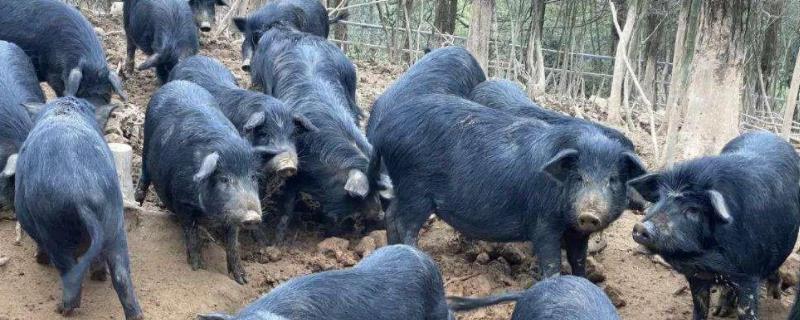 藏香猪最大能长多少斤，附养殖技术 藏香猪能长200公斤吗