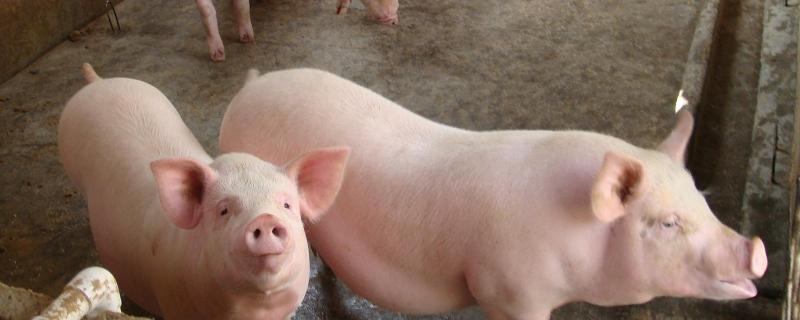 猪苗毒是什么，猪链球菌病特效药（猪只疫苗毒是什么）